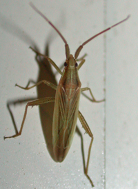 Stenodema trispinosum